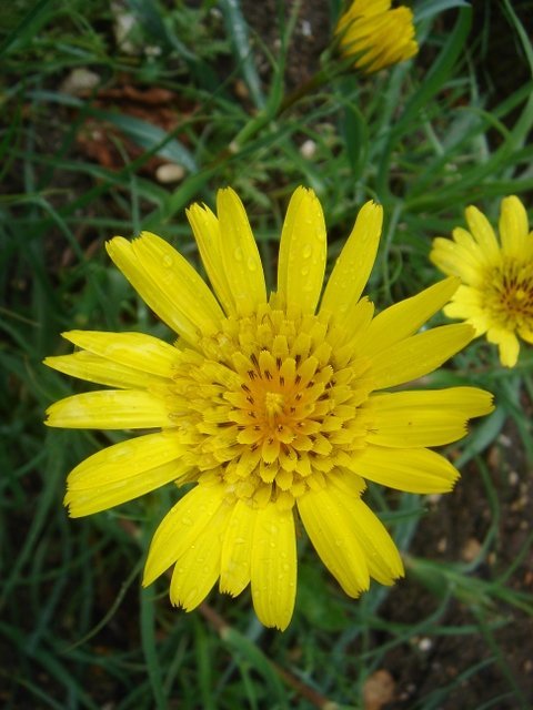 Tragopogon pratensis